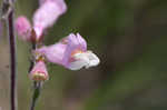 Eustis Lake beardtongue